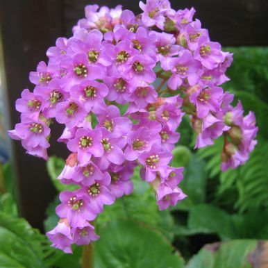 Hjärtbergenia