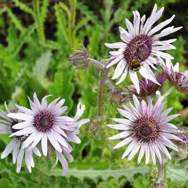 Tistelaster 'Silver Spikes'