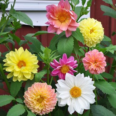 Dekorativdahlia 'Giants'