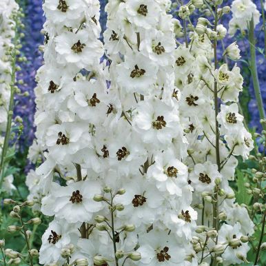 Trädgårdsriddarsporre 'Percival', Jättehöga, täta blomspiror med vita blommor