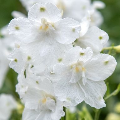 Kinesisk Riddarsporre 'Summer Stars', Mängder av stora, snövita, enkla blommor i toppställda samlingar över bladverket. 