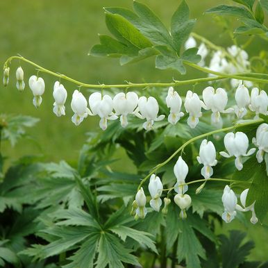 Vitt Löjtnantshjärta 'Alba'