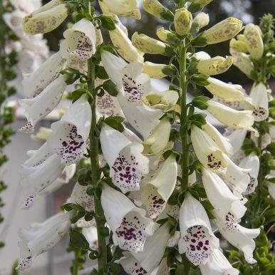 Fingerborgsblomma F1 'Dalmatian White'