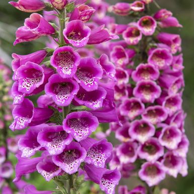 Fingerborgsblomma 'Dwarf Red'