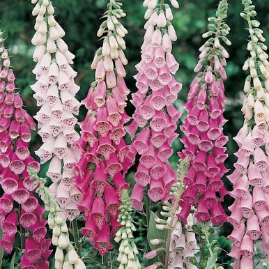 Fingerborgsblomma 'Gloxiniaeflora'