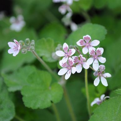 Pelargonnäva 'Sweetheart'