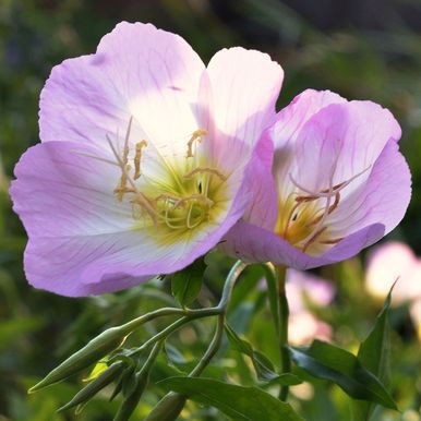 Silvernattljus 'Pink Petticoats'