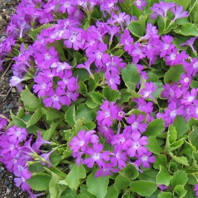 Rosenaurikel