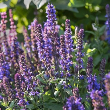 Stäppsalvia 'Merleau Blue'