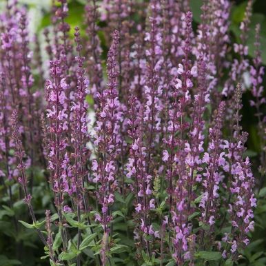 Stäppsalvia 'Merleau Rose'