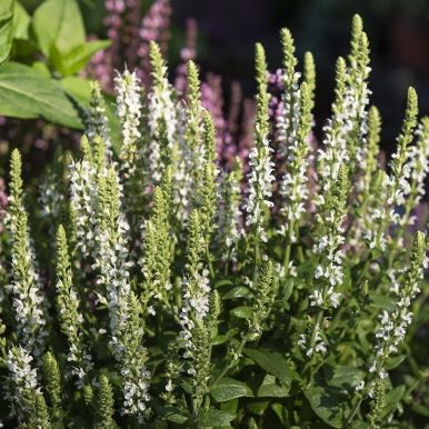 Stäppsalvia 'Merleau White'