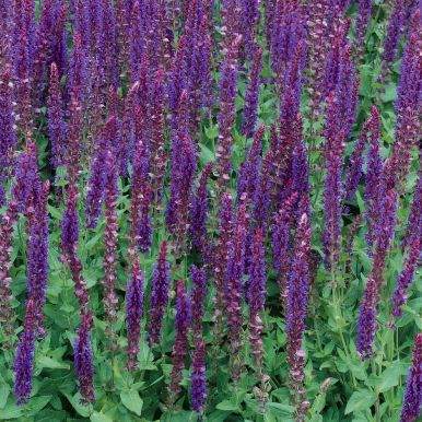 Stäppsalvia 'West-Friesland'