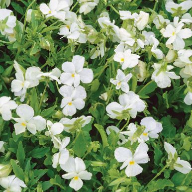 Bukettviol 'White Perfection'