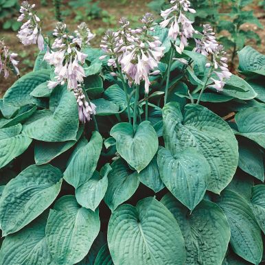 Daggfunkia 'Elegans'