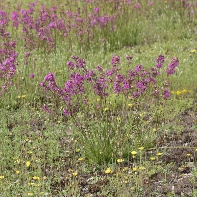 Tjärblomster