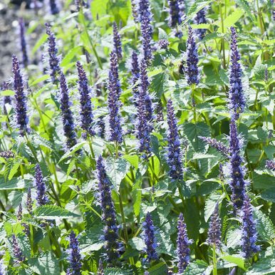 Anisisop 'Astello Indigo'