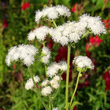 Ageratum 'Dondo White'