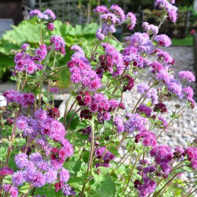 Ageratum 'Red Cutting'