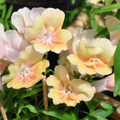 Lejongap F1 'Twinny Peach'