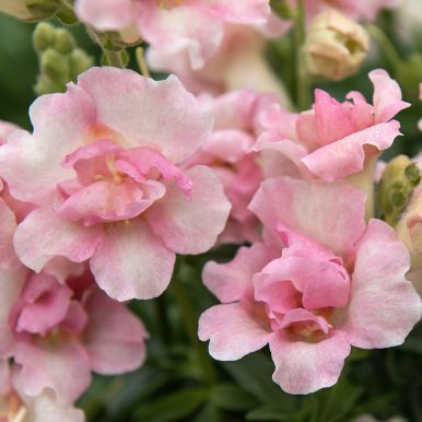 Lejongap F1 'DoubleShot Appleblossom'