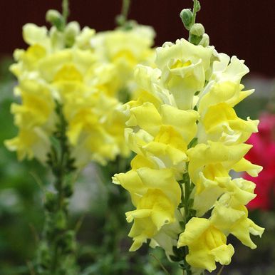 Lejongap F1 'Rocket Lemon Yellow'