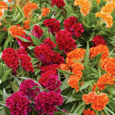 Tuppkam 'Coral Garden'