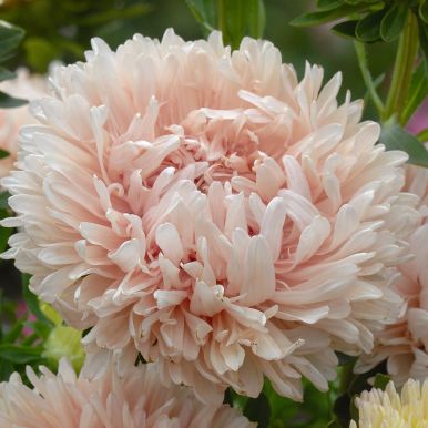 Sommaraster 'King Size Apricot'