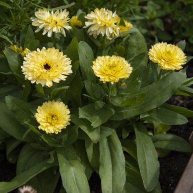 Ringblomma 'Costa Light Yellow'