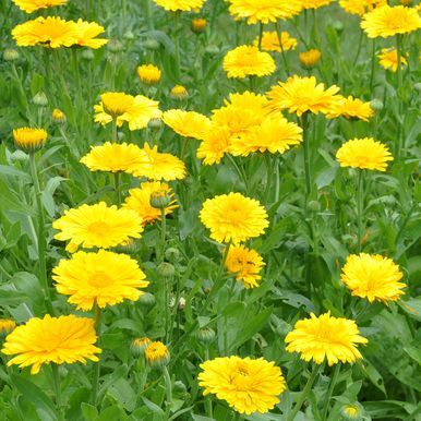 Ringblomma 'Yellow Colossal'