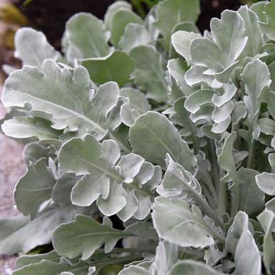 Silverklint 'Magic Silver'