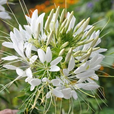 Paradisblomster 'White Queen'