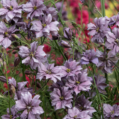 Romersk Riddarsporre 'Misty Lavender',  Gröna, smalt flikiga blad. Bra hållbarhet för snitt och rabatt. Kan även torkas.