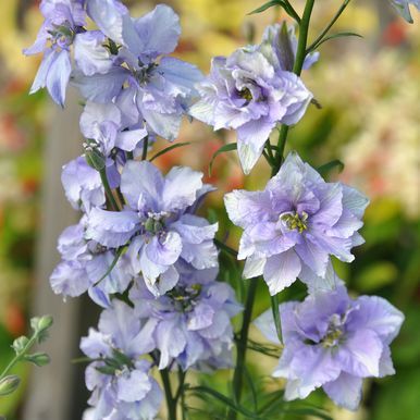Romersk Riddarsporre 'Exquisite Blue Bell', dubbel riddarsporre i pastellblå