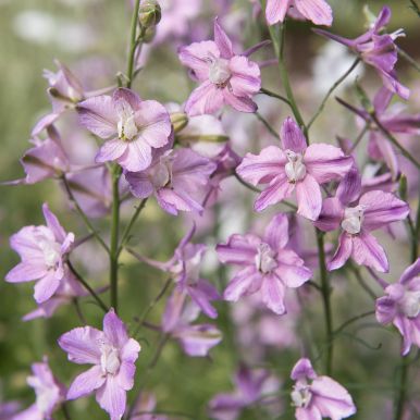 Romersk Riddarsporre ''''Fancy Belladonna''''