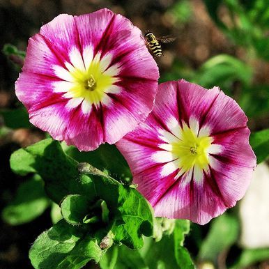 Blåvinda 'Red Ensign'