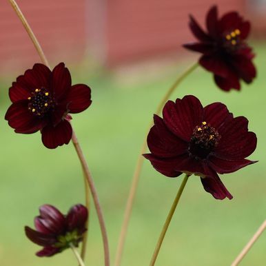 Chokladskära 'Black Magic'