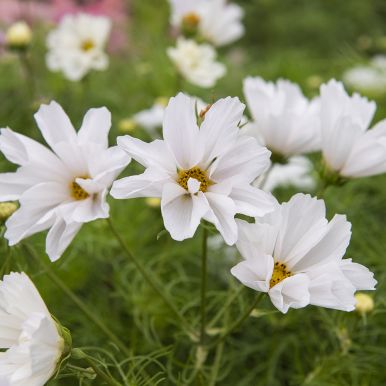 Rosenskära 'Hummingbird White'