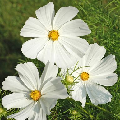 Rosenskära 'Vega White'