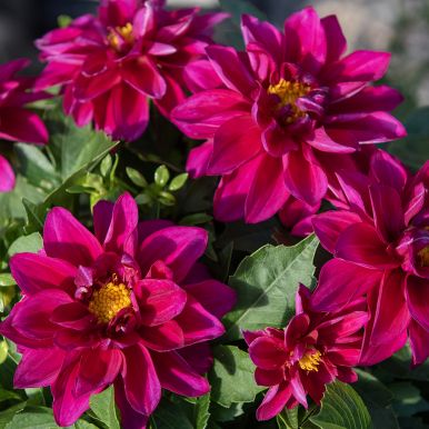 Sommardahlia 'Opera Violet Shades'