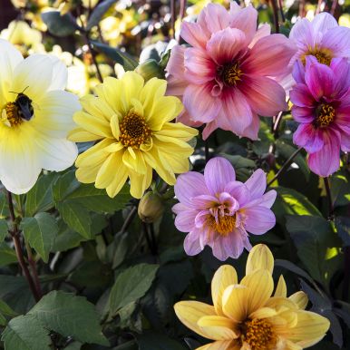 Sommardahlia 'Redskin Mixed'