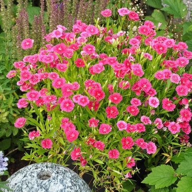 N81 100 Seeds ~ Dianthus plumarius ~Spring beauty~ Cottage perennial