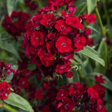 Ettårig Borstnejlika F1 'Sweet Red'