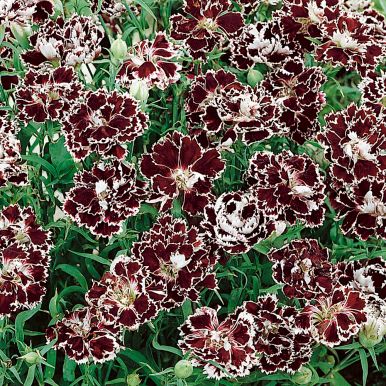Heddewigsnejlika 'Black & White Chianti'