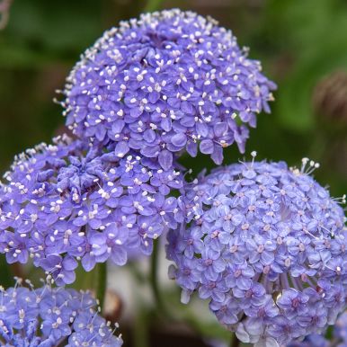 Blåparasoll 'Lace Blue'