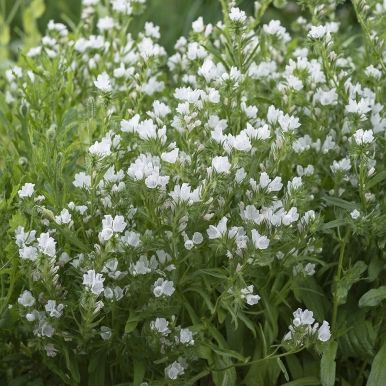 Blå Snokört 'White Bedder'