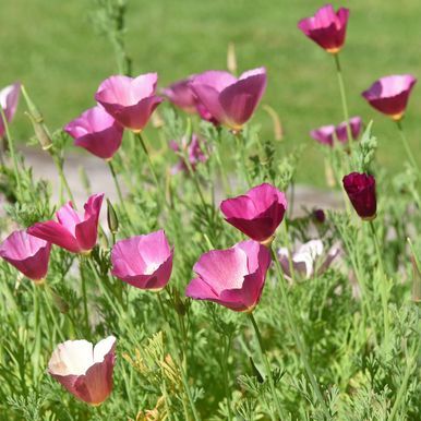 Sömntuta 'Purple Gleam'