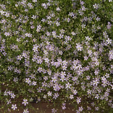 Grusnejlika 'Pink Sugardot'