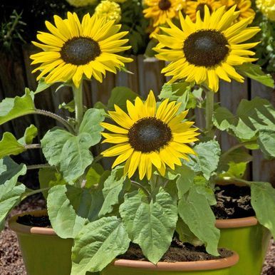 Kruksolros F1 'Suntastic Yellow with Black Center'