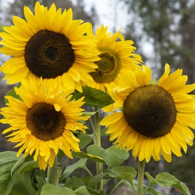 Jättesolros 'Giganteus'