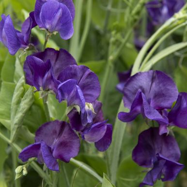 Luktärt 'Spencer Blue Velvet'